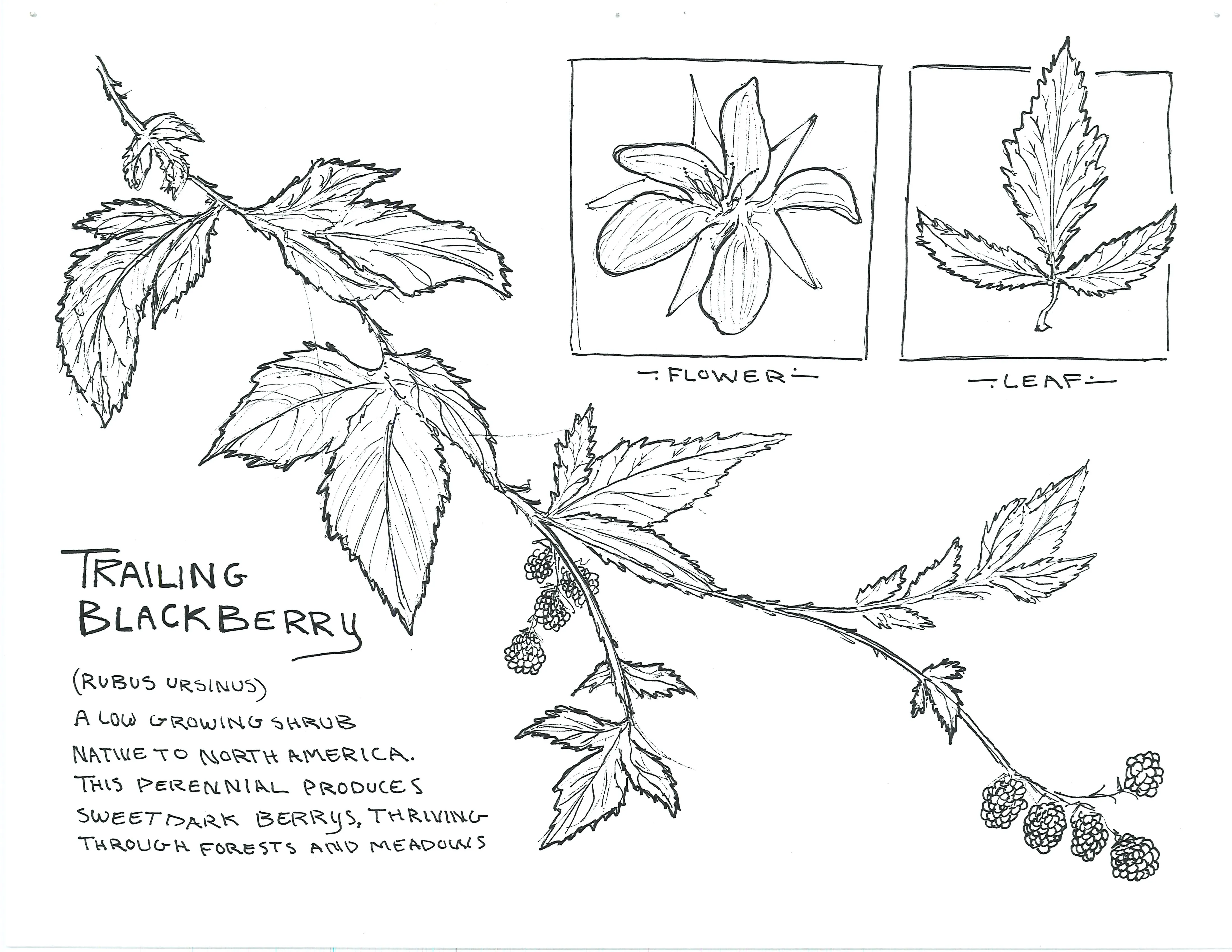 Hand-sketched artwork depicting trailing blackberry leaves and flowers.
